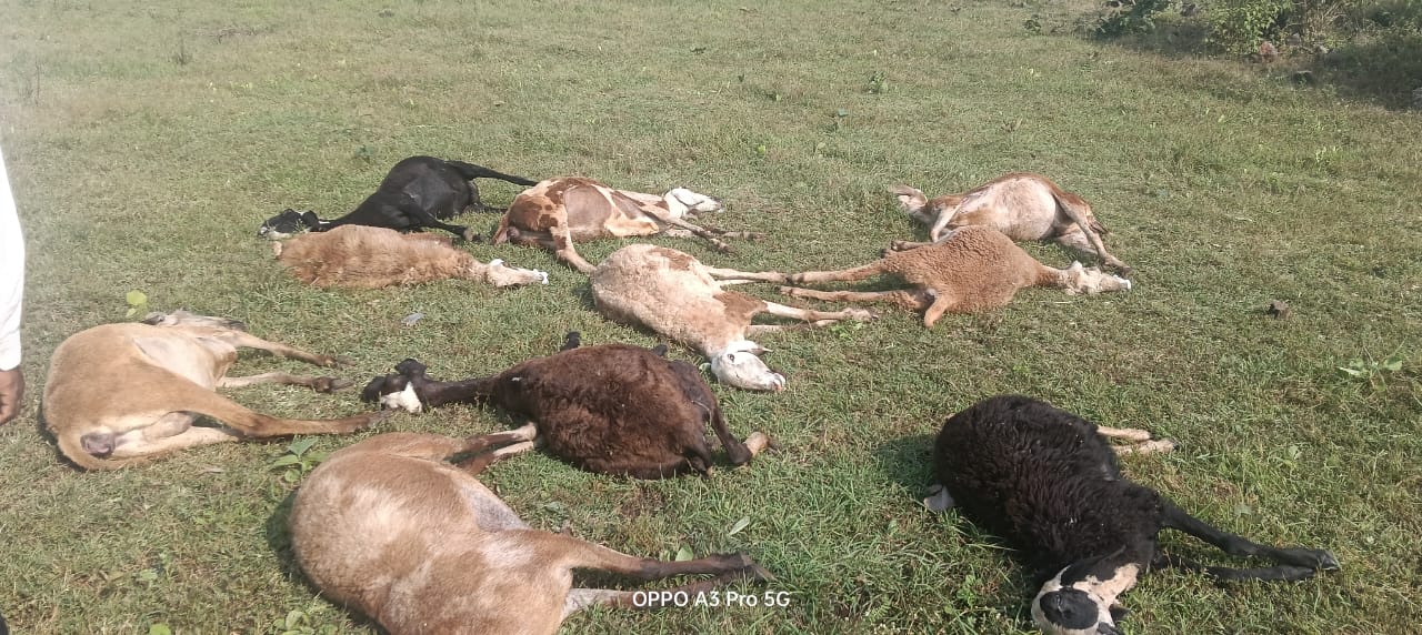 Twenty sheep die of poisoning in Ambap